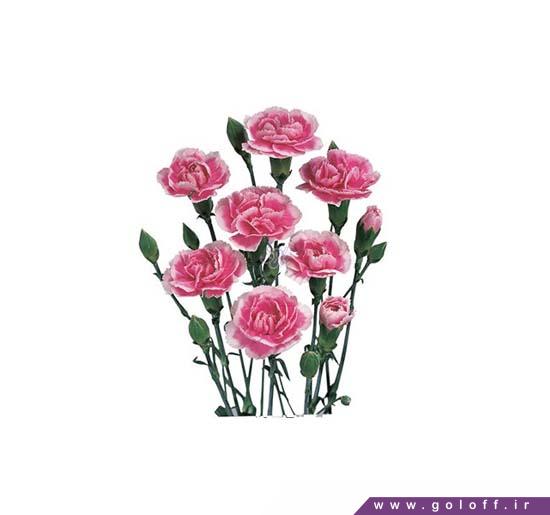گلفروشی آنلاین - گل میخک مینیاتوری چری تسینو - Miniature Carnation | گل آف